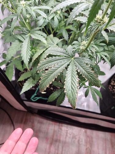 Growreport Bild 20