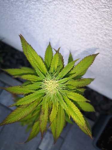 Growreport Bild 2