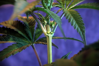 Growreport Bild 9