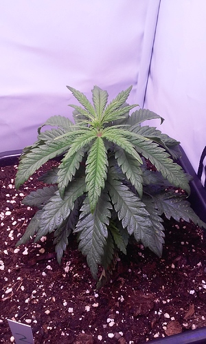 Growreport Bild 11