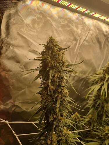 Growreport Bild 16