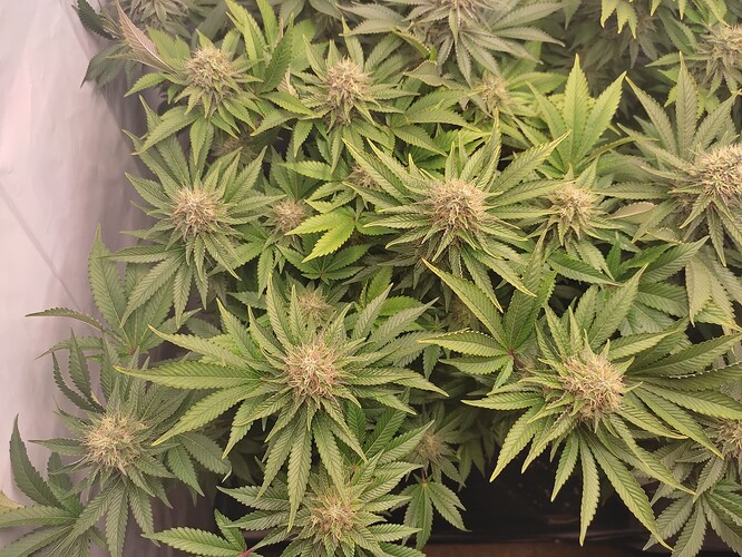 Growreport Bild 12