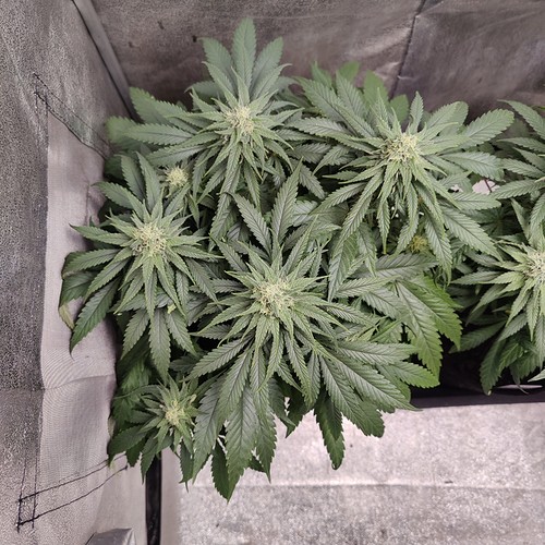 Growreport Bild 4
