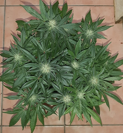 Growreport Bild 8