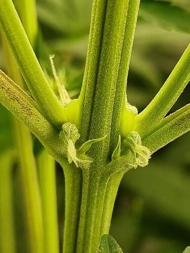 Growreport Bild 102