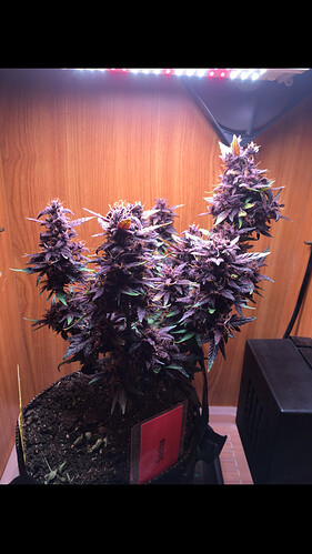 Growreport Bild 9