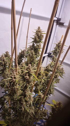 Growreport Bild 6