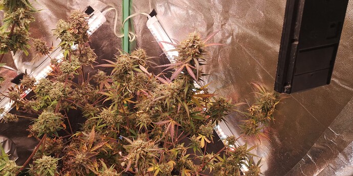 Growreport Bild 4