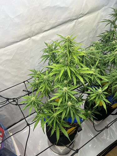 Growreport Bild 23