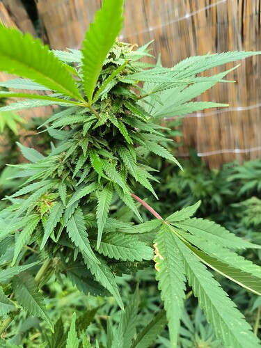 Growreport Bild 3