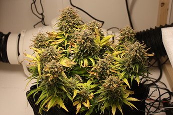 Growreport Bild 16