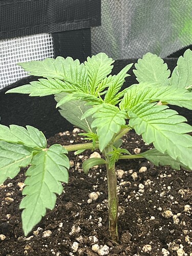 Growreport Bild 60