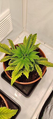 7858fe867aa2e3f9133fe0c03b6d4cdd850cbbcf_2_450x1000