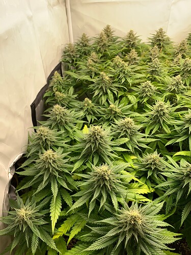 Growreport Bild 7