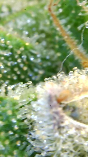 Growreport Bild 19