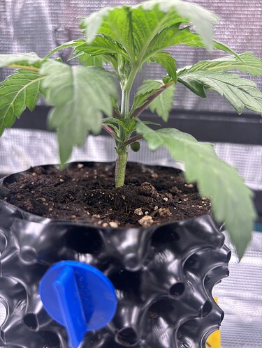 Growreport Bild 128