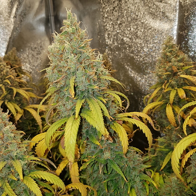 Growreport Bild 2
