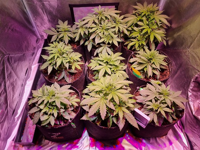 Growreport Bild 1