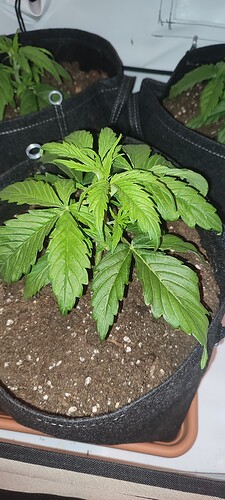 Growreport Bild 9