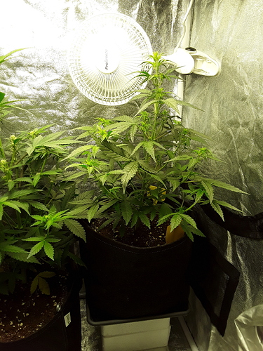 Growreport Bild 1