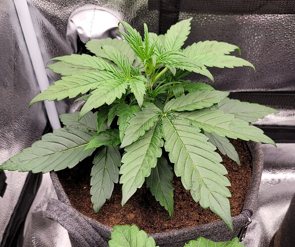 Growreport Bild 162