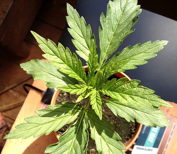 Growreport Bild 81