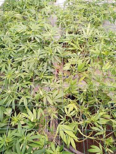 Growreport Bild 2