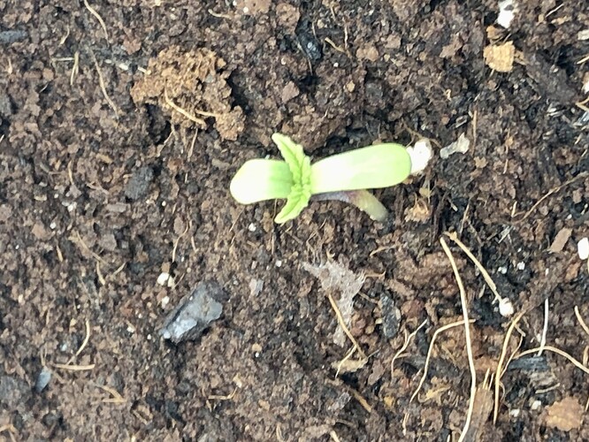 Growreport Bild 3