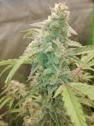 Growreport Bild 13