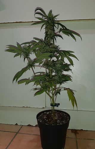 Growreport Bild 1