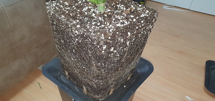 Growreport Bild 24