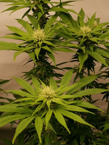 Growreport Bild 16