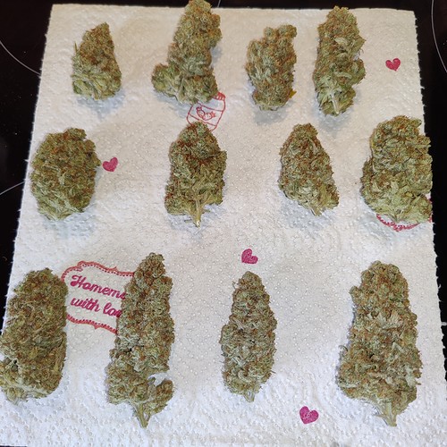Growreport Bild 58