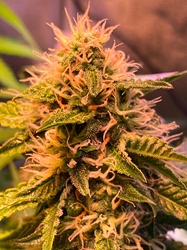 Growreport Bild 9