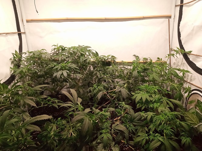 Growreport Bild 19