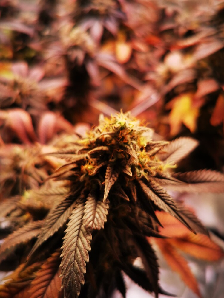 Angesteckt mit Biotabs