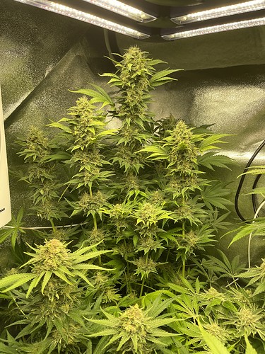 Growreport Bild 9