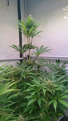 Growreport Bild 11