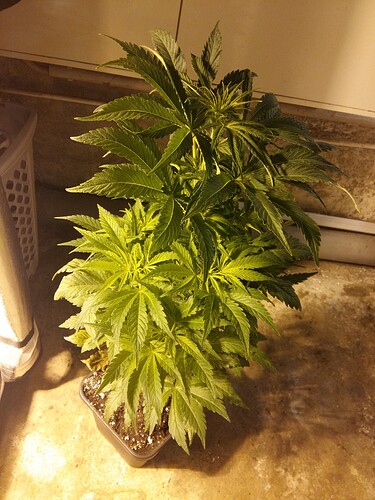 Growreport Bild 3