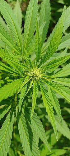 Growreport Bild 6