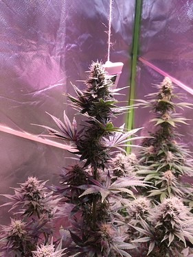Growreport Bild 21