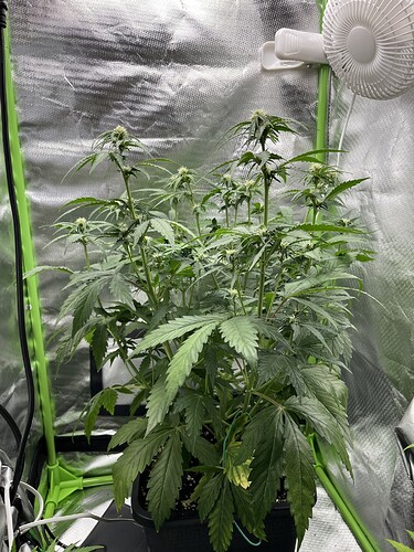 Growreport Bild 1