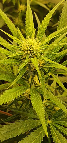 Growreport Bild 12