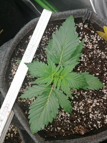 Growreport Bild 173