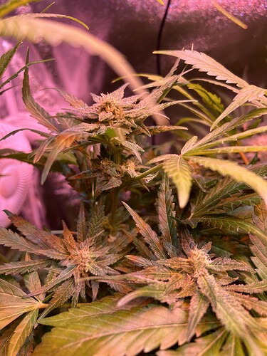 Growreport Bild 13