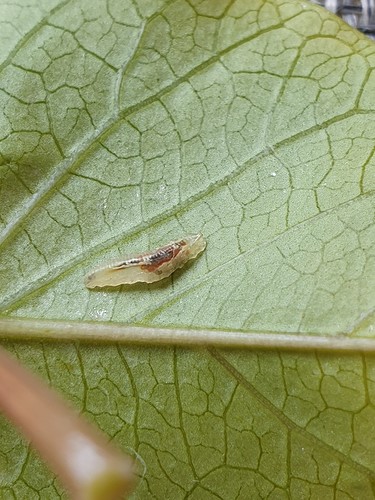 Growreport Bild 6