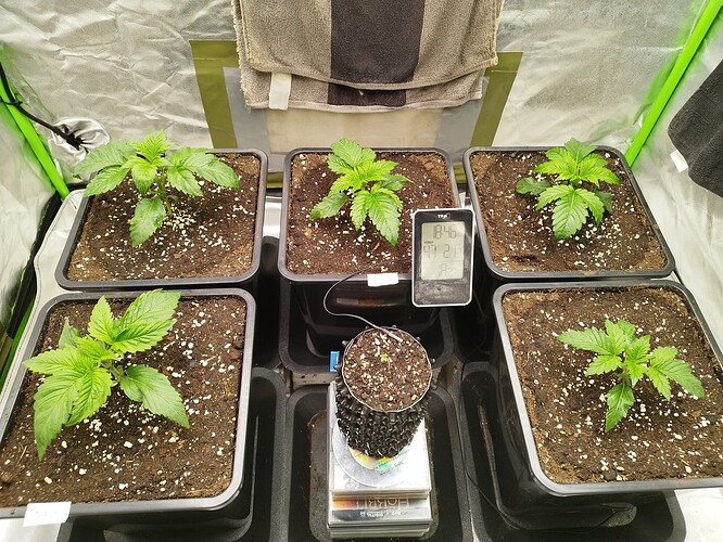 Growreport Bild 8