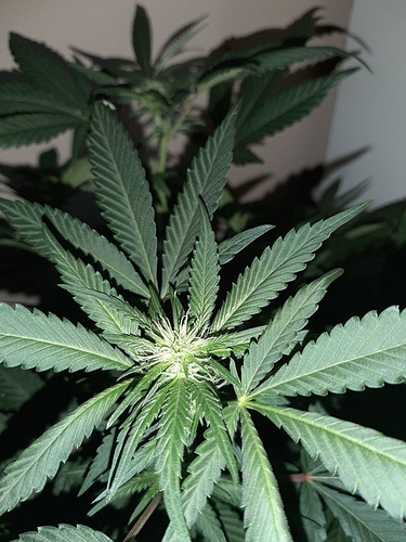 Growreport Bild 6