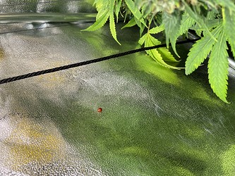 Growreport Bild 9