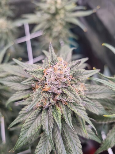 Growreport Bild 15